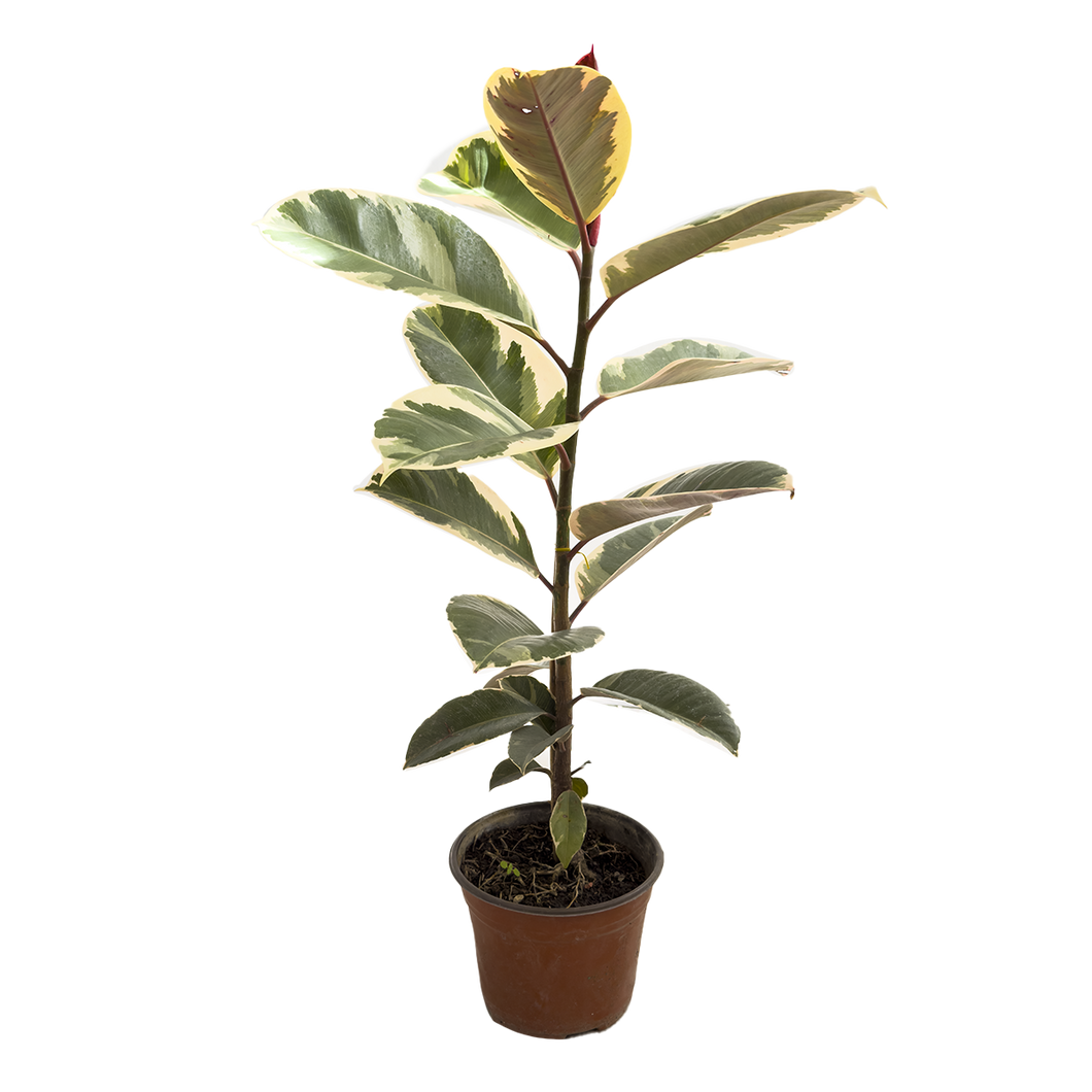 Ficus Tineke